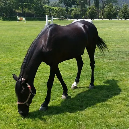 Quinta Do Padrao Penafiel