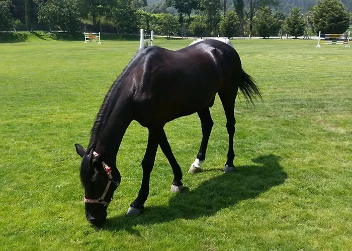 Quinta Do Padrao Penafiel